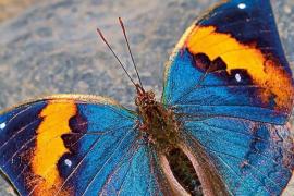 Chhattisgarh to get its first state butterfly; online voting via Google Form has begun to select the preferred butterfly. Latest news hindi news khabargali 