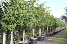 Ban on planting *Conocarpus erectus* in Chhattisgarh; it poses risks to the environment and health Raipur chhattisgarh khabargali 