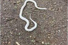 An extremely rare white krait found in Durg has been released into the wild; following its rescue, it was safely released into the forest Bhilai News khabargali 