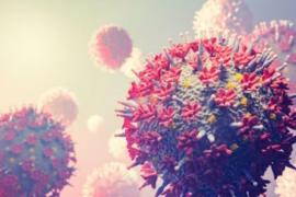 Havoc caused by Chandipura virus 35 patients test positive, 22 deaths reported so far. Gujrat news hindi news latest news khabargali 