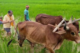 Chief Minister Vishnudev Sai ploughed the field with oxen, farmer style was again seen in the garden, Raipur, Jashpur, Chhattisgarh, Khabargali
