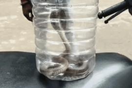 Young man bitten by a cobra; doctors said, "Bring the snake first, then we'll treat you." Hindi news latest news khabargali 