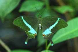 State's 'Orange Oakleaf' to become the official state butterfly; citizens expressed their preference through online voting. Latest news hindi news khabargali 