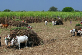Major boon for sugarcane farmers in Chhattisgar price raised by 70 to 425 per quintal latest news hindi news khabargali 