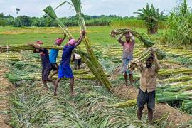 Increase in sugarcane bonus 14,961 farmers supplying to the Bhoramdeo factory will receive a bonus of  24.55 crore 