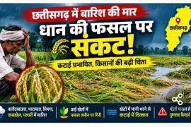 Chhattisgarh weather, paddy crop, unseasonal rain, farmer news, paddy harvesting, Balodabazar news, Kharif crop, agricultural news, Khabargali