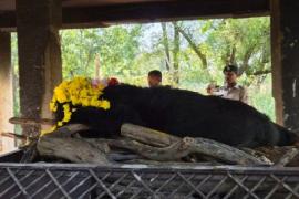 Female Himalayan bear dies at Jungle Safari had been brought to Raipur from Guwahati raipur news khabrgali 