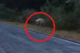 Rare white bear spotted on a road in Chhattisgarh; passersby stop, stunned by the unique sight hindi news khabargali 
