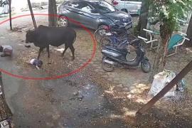 Rampage by a stray bull in Raipur: 15 people attacked; an elderly person and a child were lifted up and slammed to the ground. raipur chhattisgarh hindi news cg latest news khabargali 