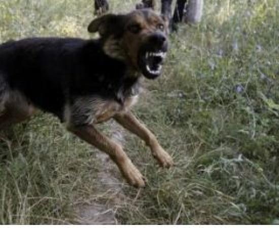  9-year-old girl dies after being attacked by stray dogs, area plunged into mourning rajasathan hindi news latest khabargali  