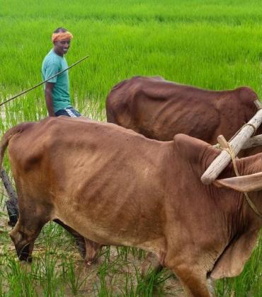Chief Minister Vishnudev Sai ploughed the field with oxen, farmer style was again seen in the garden, Raipur, Jashpur, Chhattisgarh, Khabargali