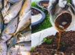 Modi government approves making fertilizer from fish, meat, bones and non-vegetarian waste; now Indians will eat potatoes, tomatoes and cabbage from non-vegetarian fertilizer; Jain Samvedana Trust writes letter to Prime Minister and Agriculture Minister - Huge anger among Hindu and Jain community as well as millions of vegetarian people, Khabargali