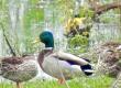 Exotic Mallard bird spotted in Raipur, Chhattisgarh becomes new destination for migratory birds hindi News latest News khabargali 