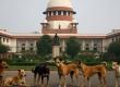 Supreme Court directs to prevent entry of stray dogs into schools, bus stands and hospitals big news latest News khabargali 