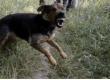  9-year-old girl dies after being attacked by stray dogs, area plunged into mourning rajasathan hindi news latest khabargali  