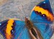 Chhattisgarh to get its first state butterfly; online voting via Google Form has begun to select the preferred butterfly. Latest news hindi news khabargali 