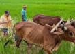 Chief Minister Vishnudev Sai ploughed the field with oxen, farmer style was again seen in the garden, Raipur, Jashpur, Chhattisgarh, Khabargali