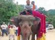 Father's unique celebration over son's government job: Son welcomed while riding an elephant; crowds gathered to witness the spectacle. hindi news latest news khabargali 