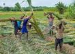 Increase in sugarcane bonus 14,961 farmers supplying to the Bhoramdeo factory will receive a bonus of  24.55 crore 