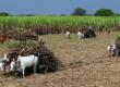 Major boon for sugarcane farmers in Chhattisgar price raised by 70 to 425 per quintal latest news hindi news khabargali 