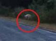 Rare white bear spotted on a road in Chhattisgarh; passersby stop, stunned by the unique sight hindi news khabargali 