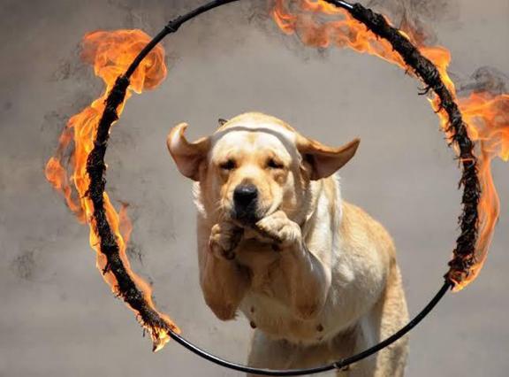 Dog and Cat Show in Rajdhani khabargali
