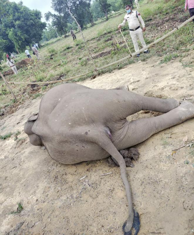 Elephant death, chhattisgarh, khabargali