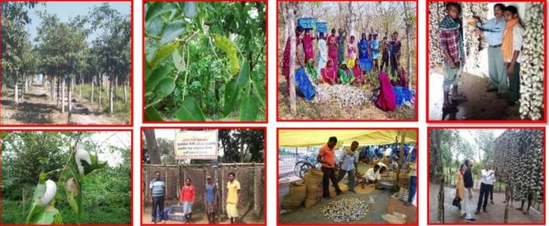 Kosa, Village Industries Minister Guru Rudrakumar, Silk Division, Sudhakar Khalko, Chhattisgarh, Mulberry, Tussar, Khabargali