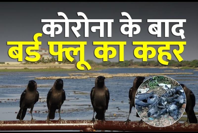 Global epidemic corona virus, avian influenza, bird flu, Minister of State for Animal Husbandry Sanjeev Balyan, Ministry of Forest and Environment, Chickens, Haryana, Himachal Pradesh, Madhya Pradesh, Kerala, Chhattisgarh, Duck, Animal Husbandry Minister Giriraj Singh, Egg, Meat, Chicken,  News