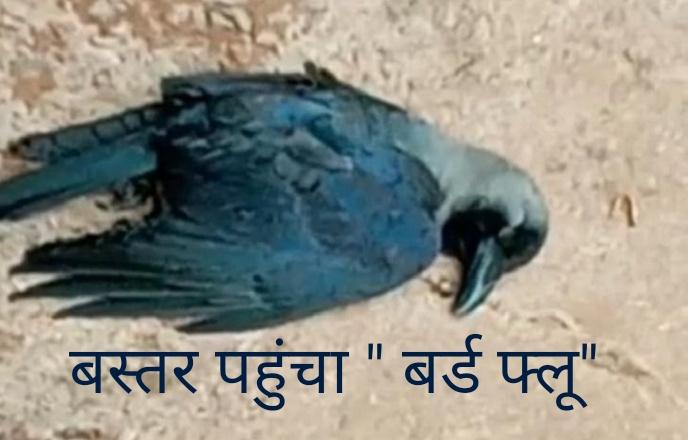 Global epidemic, corona virus havoc, bird flu, Balod, Bacheli, Bastar, Raipur, Chhattisgarh, influenza virus, crow, chicken, pigeon, tiger
