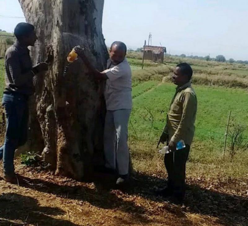 Removing water from tree trunk, Kawardha, Threat, Kauha, Xylem, Andhrashrada Nirmulan Samiti Chairman Dr. Dinesh Mishra, Khabargali