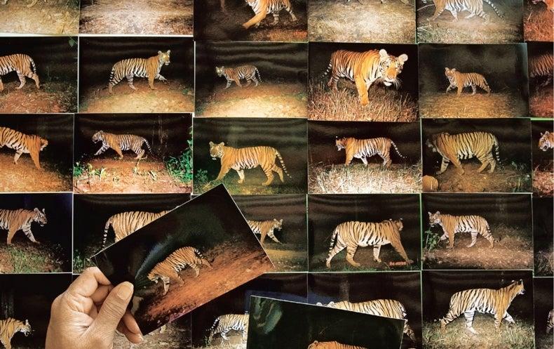International Tiger Day, Conservation of Tigers, Hunting, Court Trial, Evidence, Forensic Science, National Level Webinar, Wildlife Crime Control Bureau, Raipur, Abhijit Roy Chowdhury, Advocate Yashprada Joglekar, Rahi Thakur, Abhijit Roy Choudhury, Tiger Cell, Scientist Ayan Sadhu , Forensic and Health, Jabalpur, Dr. NS. Srivastava, Forensic Science Education Society, Dr. Sunanda Dhenge, Dr. Priya Rao, Khabargali