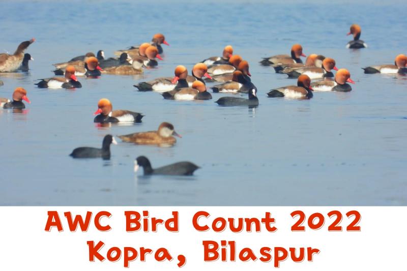 Kopra Reservoir, Asian Water Bird Census, Minister of Forest and Climate Change, Mohammad Akbar, Principal Chief Conservator of Forests Rakesh Chaturvedi, Member Secretary Arun Pandey, Red Crested Pochard, Kingfisher, Little Grebe, Ferruginias Badakh, Khabargali