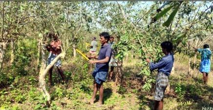 Success story, Kosa deworming, Gate of prosperity, Silk department, Kosa deworming scheme, Raigarh, Barmkela development block, Village Torna, Kosa production self-help group Torna Kosa deworming, Village Industries Minister Guru Rudrakumar, Dr. Rajesh Baghel, Chhattisgarh, Khabargali