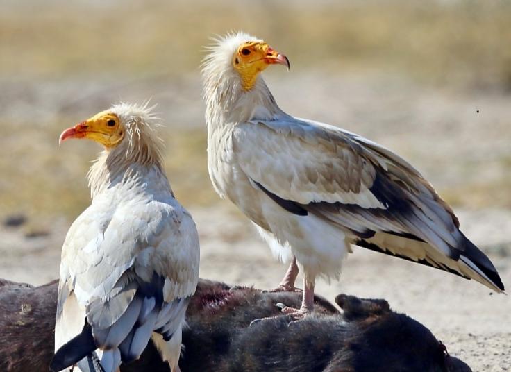 Egyptian Vulture, an endangered species, Chhattisgarh, Dhamdha of Durg district, Vulture Restaurant, Khabargali