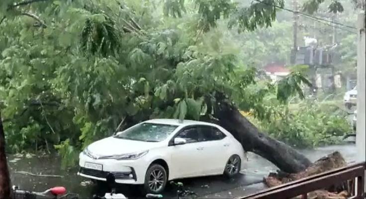 Rajdhani, Raipur, Shankar Nagar main road, Bharat Mata Chowk, thunderstorm, giant tree fell on top of the car, Khabargali