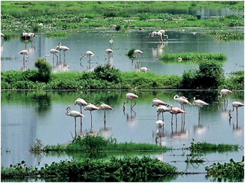 Wetland, Chhattisgarh, Forest Minister Akbar, Khabar Gali