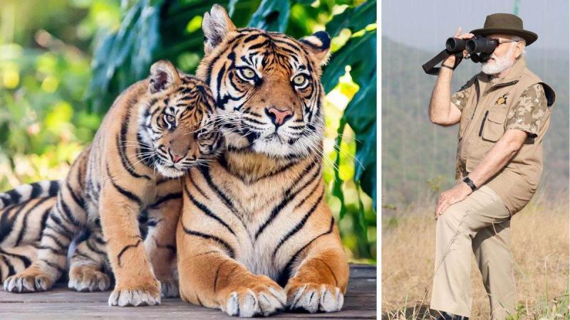 Bandipur Tiger Reserve, PM Modi's safari look, Prime Minister Narendra Modi, Project Tiger, India, Khabargali