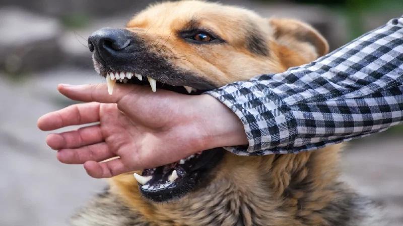 If dog bites, compensation fixed at Rs 10,000 for each tooth mark, if flesh is scratched, double compensation... 1.6 crore cases of dog bites registered in India in 3 years, rabies, news,khabargali