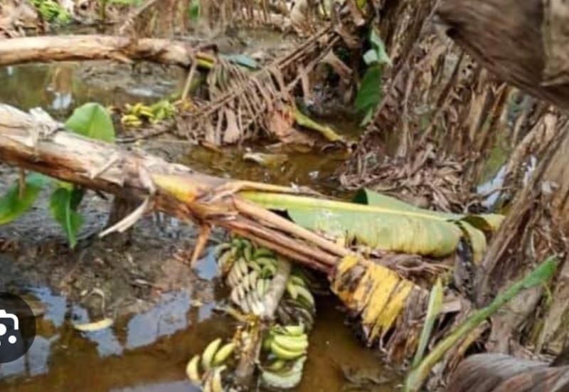 Due to rain and hailstorm, there was huge loss to crops along with fruits and vegetables, Meteorological Department alerted about rain in Chhattisgarh, Khabargali