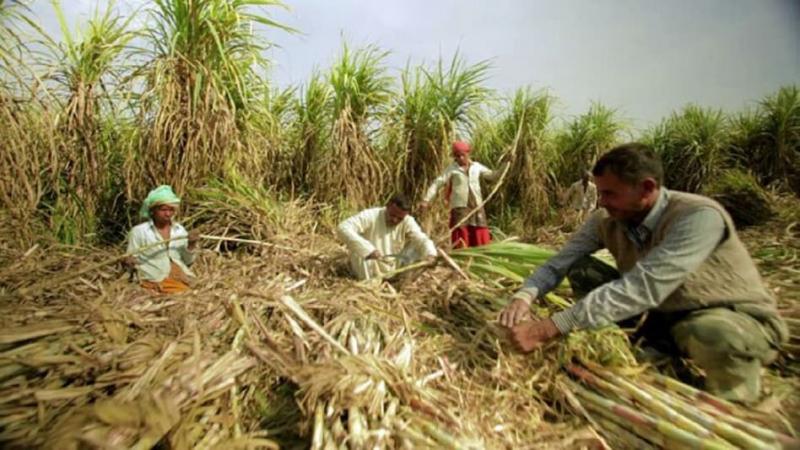 There was huge damage to crops along with fruits and vegetables due to rain and hailstorm, Meteorological Department alerted about rain in Chhattisgarh, affected farmers will get compensation under RBC 6-4, CM Sai, team of agriculture and revenue department officials.  Will do survey,  Financial grant assistance will be provided for loss of life, house damage, animal loss and crop loss due to natural disaster, Chhattisgarh, Khabargali.