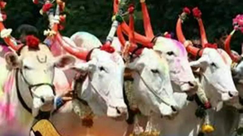 Pola festival will be celebrated with great pomp, bull race and bull decoration competition today... Cg news hindi news khabargali 