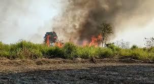 A massive fire broke out in the sugarcane field, more than 40 acres of crop burnt to ashes.  kawardha news cg big news hindi news khabargali 