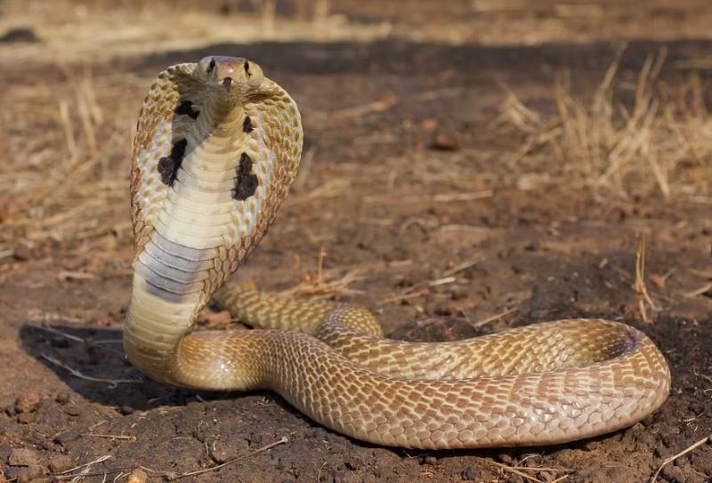 Two brothers were bitten by a snake, one died on the way and the other in the hospital.  cg news hindi news cg big news latest news khabargali 