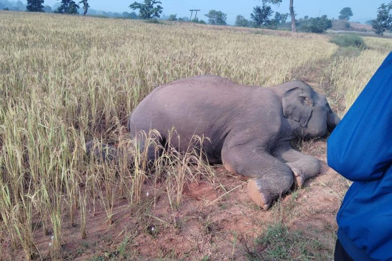 Dead body of elephant found in paddy field, forest department team engaged in investigation.