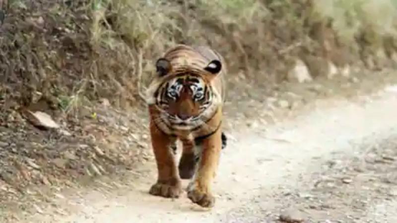 गांव में घुसा बाघ,ग्रामीणों में फैली दहशत, अलर्ट जारी खबरगली   Tiger enters village, panic spreads among villagers, alert issued cg news hindi  news cg big news latest news khabargali 