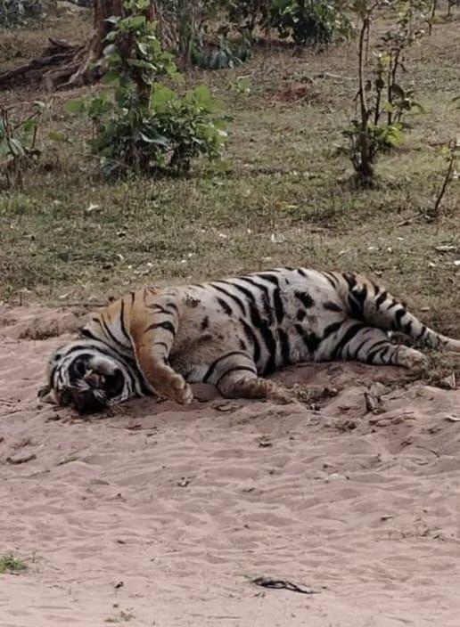 गुरु घासीदास नेशनल पार्क के पास मिला बाघ का शव, पीएम के बाद खुलेगा मौत का राज खबरगली Tiger's body found near Guru Ghasidas National Park, secret of death will be revealed after PM  cg news latest news cg big news khabargali   