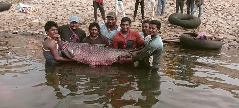 जलाशय में मिली 65 किलो की मछली, देखने लगी लोगों की भीड़ खबरगली  65 kg fish found in the reservoir, crowd of people started watching  cg news hindi news cg big news latest news khabargali 