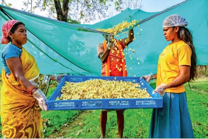 The fragrance of tea made from Mahua of Bastar reaches London, people are sipping 5 flavours  latest News hindi News big News khabargali 
