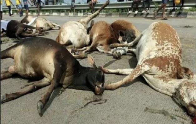 33 cows died in a single day, instructions to departments to be vigilant to prevent recurrence, Raipur-Mungeli, Khabargali